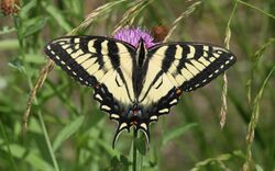 Papilio-canadensis-001.jpg