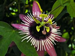 Passiflora × violacea (3).jpg