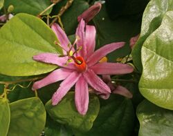 Passiflora tulae 001.jpg