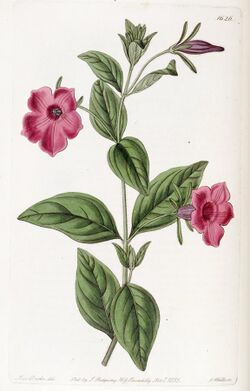 Petunia violacea Edwards's Bot. Reg. 19. 1626. 1833.jpg