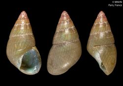 Phasianotrochus irisodontes (MNHN-IM-2000-31178).jpeg