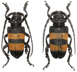 Phryneta aurocincta - Togo.jpg