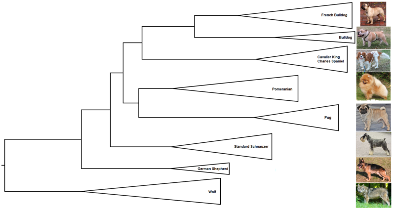 File:Phylogenetic tree of dogs.png