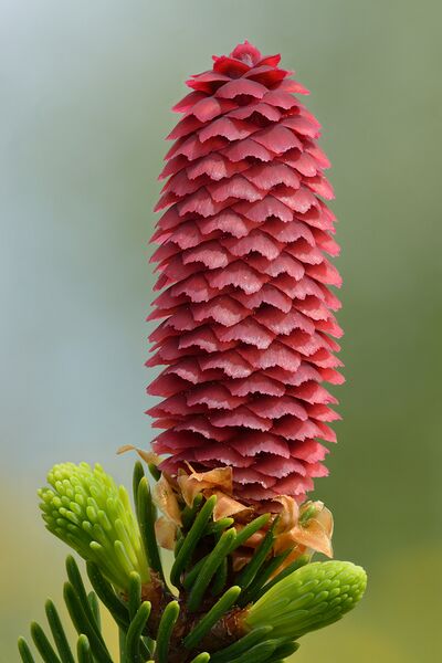 File:Picea abies young female cone - Keila.jpg