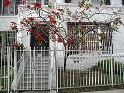 Poinsettia trained to grow as a small tree in a front yard of a home in Los Angeles