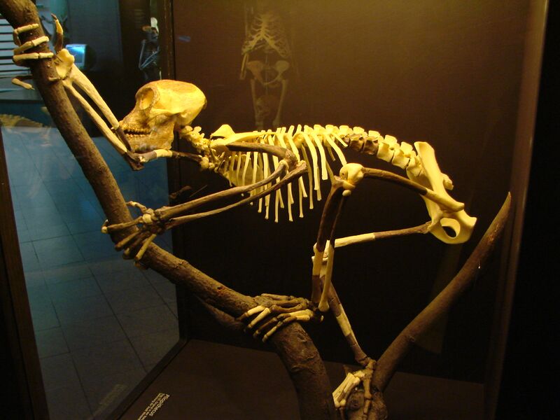 File:Proconsul skeleton reconstitution (University of Zurich).JPG