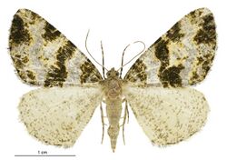 Pseudocoremia albafasciata female.jpg