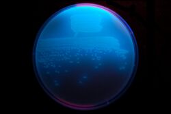 Pseudomonas fluorescens on TY agar (UV light).JPG