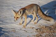 Red and gray fox on the snow