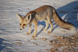 Rüppell's fox.jpg