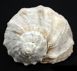 Rapana venosa shell 2.png