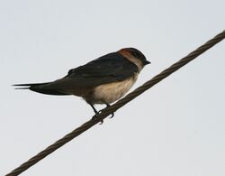 Red-rumped Swallow (Hirundo daurica) in Anantgiri, AP W IMG 8714.jpg