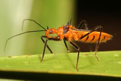 Red Bull Assassin Bug - Repipta taurus, Sapelo Island, Georgia - 01.jpg