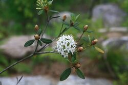 Rhododendron micranthum.jpg