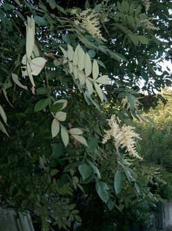 Rhus javanica var chinensis2.jpg