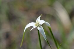 Rhynchospora colorata (white star sedge) 1.jpg
