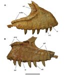 Right maxilla of C. saharicus