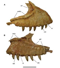 Right maxilla of Carcharodontosaurus.jpg