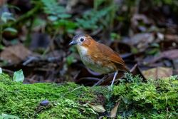 Rusty-tinged Antpitta imported from iNaturalist photo 114082413 on 21 April 2022.jpg