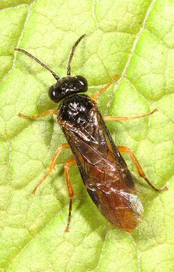 Sawfly - Halidamia affinis, Carderock Park, Carderock, Maryland.jpg