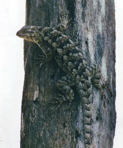 Sceloporus spinosus, Eastern spiny lizard, Tamaulipas.jpg