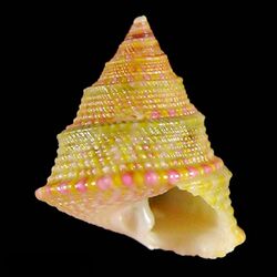 Seashell Jujubinus hubrechti.jpg