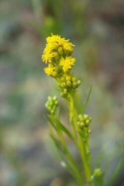 Solidago spathulata 90384340.jpg