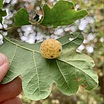 Speckled Gall Wasp imported from iNaturalist photo 309242149 on 25 October 2023.jpg