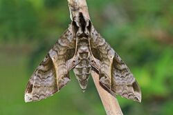 Sphinx moth (Eumorpha anchemolus).jpg