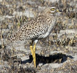 Spotted Thick-knee, Burhinus capensis (Spotted Dikkop) at Marievale Nature Reserve, Gauteng, South Africa (9700156219), crop.jpg