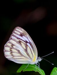 Striped Albatross.jpg