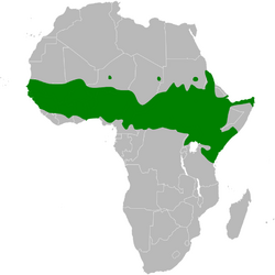 Sylvietta brachyura distribution map.png