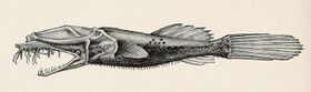 Thaumatichthys.JPG