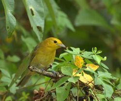 yellowish perching songbird