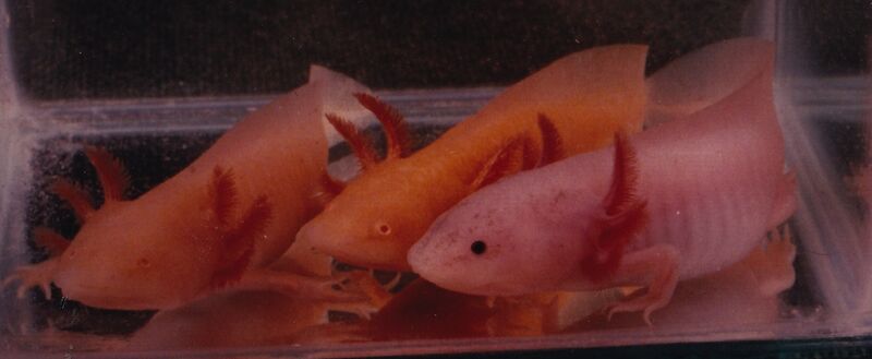 File:Three Colors of Axolotl.jpg
