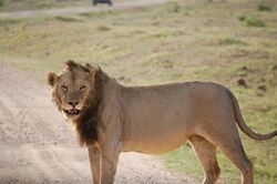Tsavo lion.jpg