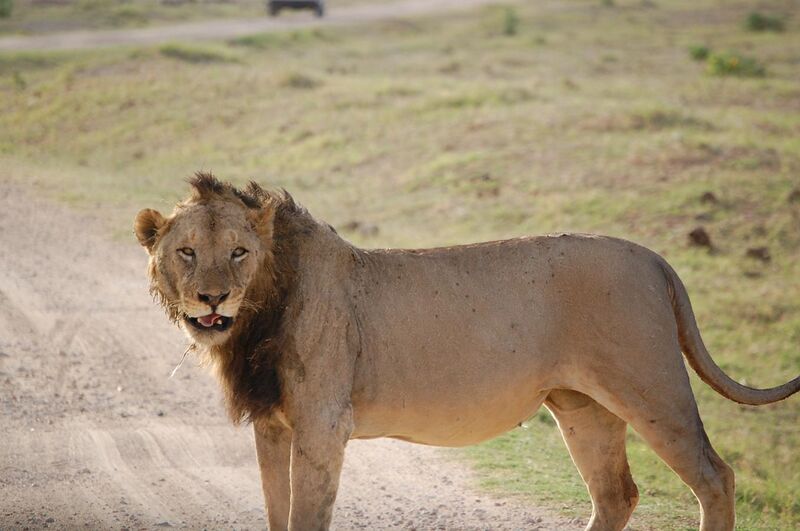 File:Tsavo lion.jpg