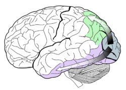 Ventral-dorsal streams.svg