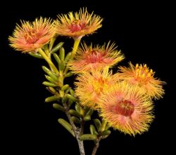 Verticordia chrysantha - Flickr - Kevin Thiele.jpg