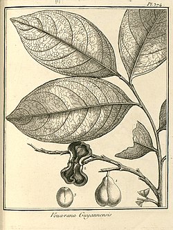 Illustration of Vouarana guianensis