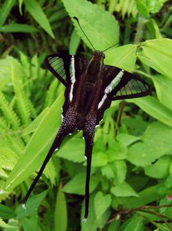 White Dragontail Sohini Vanjari.jpg