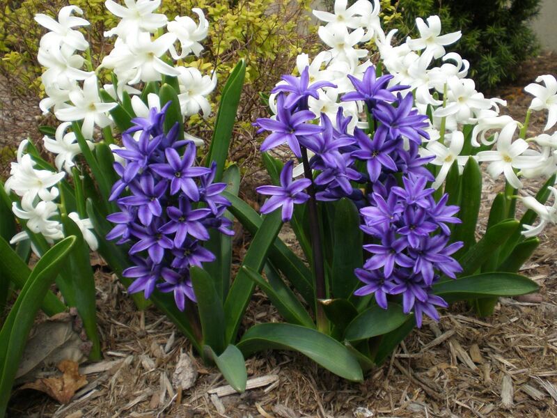 File:White and purple hyacinths.JPG