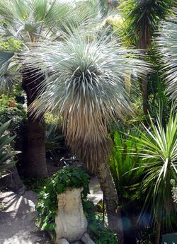 Yucca thompsoniana (TS213984).jpg