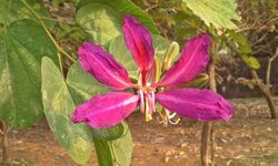 (Phanera purpurea) Bauhinia Orchid flower in Andhra University.jpg
