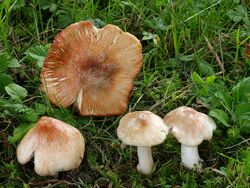 2010-04-27 Inocybe erubescens.jpg