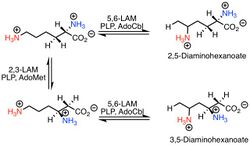 5,6-LAM Catalyzed Reactions of Lysin.jpeg