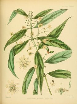 A hand-book to the flora of Ceylon (Plate LXXVIII) (6430659507).jpg