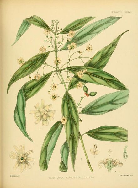 File:A hand-book to the flora of Ceylon (Plate LXXVIII) (6430659507).jpg