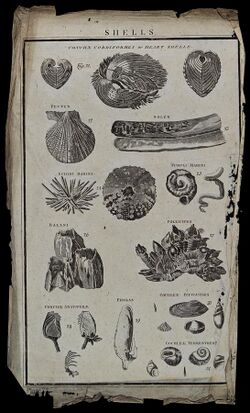 A variety of heart-shaped shells (conche cordiformes). Etchi Wellcome V0021999.jpg