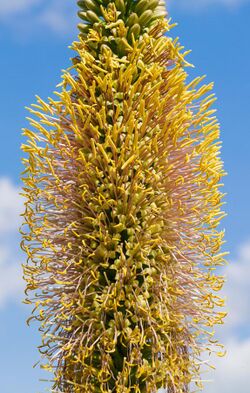 Agave filifera 004.jpg